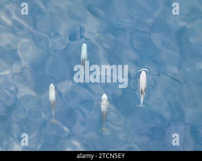 Les dauphins de Risso, Grampus griseus, nagent juste sous la surface de la mer de Banda, en Indonésie. Ce cétacé est présent dans le monde entier et se nourrit principalement de calmars. Banque D'Images