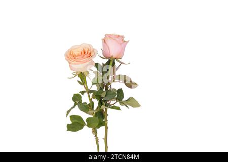 deux belles roses rose pâle fleuries isolées sur fond blanc Banque D'Images