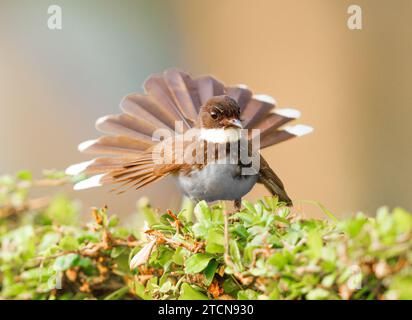 Malaysian pied Fantail à la recherche de nourriture dans les jardins Banque D'Images