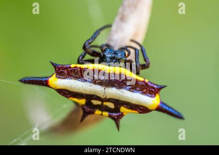 Portrait de Gasteracantha fornicata (araignée ornée de bijoux du nord) est une espèce de tisserands d'orbes épineux (famille des Araneidae) trouvée dans le Queensland en Australie. Banque D'Images