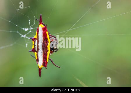 Portrait de Gasteracantha fornicata (araignée ornée de bijoux du nord) est une espèce de tisserands d'orbes épineux (famille des Araneidae) trouvée dans le Queensland en Australie. Banque D'Images