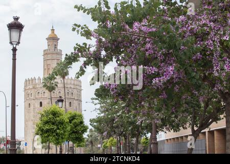 Séville, 03/24/2020. Alerte Coronavius. Ressort. Fleurs dans la ville. Photo : Rocío Ruz Archsev. Crédit : Album / Archivo ABC / Rocío Ruz Banque D'Images