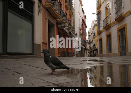 Séville, 03/17/2020. Rapport des rues vides du centre historique et de Triana, après le décret de l'état d'alarme et la quarantaine causée par le coronavirus. Sur l'image, un pigeon sur la rue General Polavieja. Photo : Juan Flores ARCHSEV. Crédit : Album / Archivo ABC / Juan Flores Banque D'Images