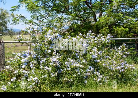 Un jeune arbuste du Cap Royal Plumbago, Plumbago auriculata Banque D'Images