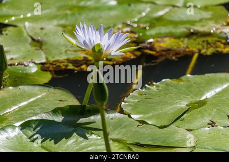 Nymphaea Nouchali : un portrait du Lotus étoilé dans son Royaume aquatique Banque D'Images