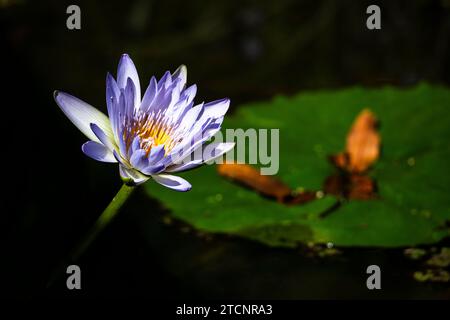 Nymphaea Nouchali : un portrait du Lotus étoilé dans son Royaume aquatique Banque D'Images
