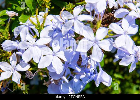 Un amas de Blue Royal Cape Plumbago, Plumbago auriculata Banque D'Images