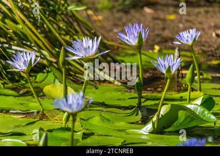 Nymphaea Nouchali : un portrait du Lotus étoilé dans son Royaume aquatique Banque D'Images