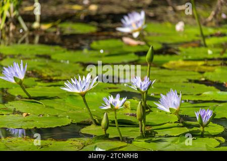 Nymphaea Nouchali : un portrait du Lotus étoilé dans son Royaume aquatique Banque D'Images