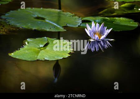 Nymphaea Nouchali : un portrait du Lotus étoilé dans son Royaume aquatique Banque D'Images