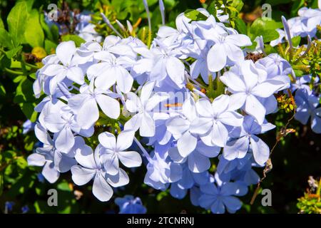 Un amas de bleu Royal Cape Plumbago, Plumbago auriculata Banque D'Images