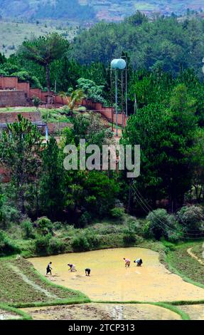 Agriculteurs travaillant dans les rizières du centre de Madagascar. Banque D'Images