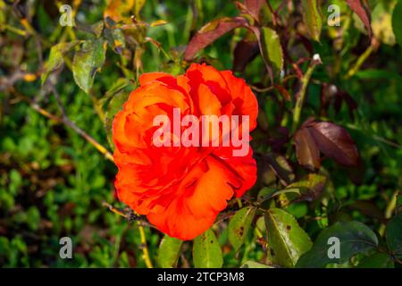Rose à thé Cloud hybride parfumé dans un jardin. Californie, États-Unis Banque D'Images