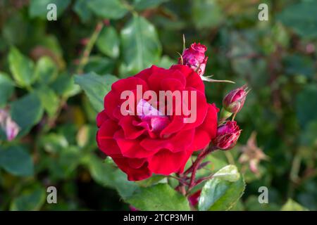 Prenez-le Easy Shrub Rose dans un jardin. Californie, États-Unis Banque D'Images