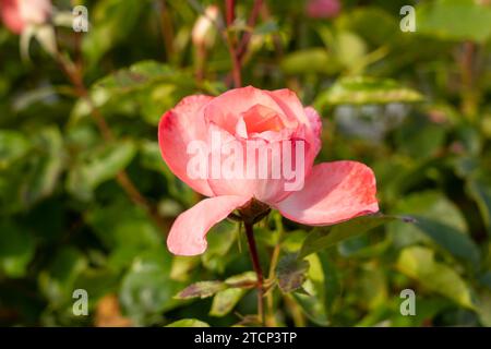 Adobe Sunrise Floribunda rose dans un jardin. Californie, États-Unis Banque D'Images