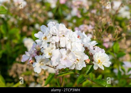 Rose miniature Popcorn gourmet dans un jardin. Californie, États-Unis Banque D'Images