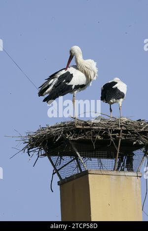 El Rocío (Huelva) 01-18-2006. Rapport pour ABC Sundays sur le contrôle de la grippe aviaire effectué sur les oiseaux migrateurs dans le parc national de Doñana et ses environs. Photo Jaime García. Sur la photo, Storks. Crédit : Album / Archivo ABC / Jaime García Banque D'Images