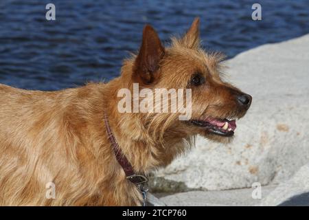 Portrait de Terrier australien sur un rocher près d'une rivière. Banque D'Images