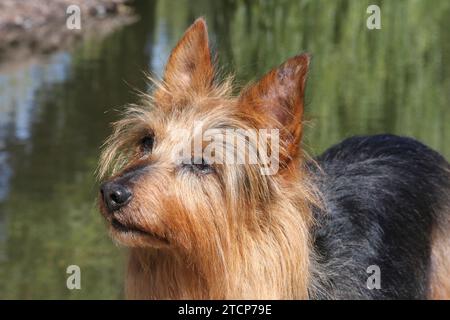 Portrait du Terrier australien. Eau en arrière-plan Banque D'Images