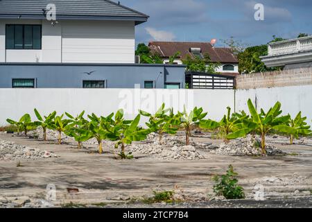 Culture Banana musa avec gouttes de rosée sur les feuilles. Jeunes plants de bananes plantés dans des trous dans une zone de déchets parmi le béton. Banque D'Images