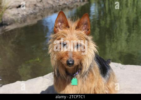 Portrait de Terrier australien par l'eau Banque D'Images