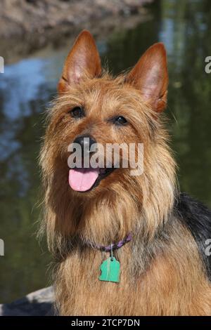 Portrait du Terrier australien. Eau en arrière-plan Banque D'Images