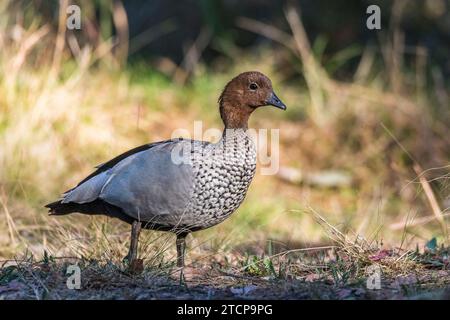 Canard des bois d'Australie mâle, canard à manne ou oie à manne (Chenonetta jubata) : sauvagine majestueuse Banque D'Images