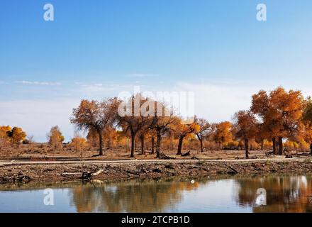 Populus euphratica ou peupliers du désert aux couleurs éclatantes du feuillage automnal bordent un lac serein dans une oasis désertique de Mongolie intérieure par un automne ensoleillé Banque D'Images