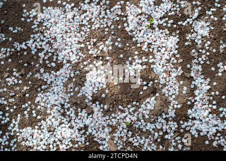 Fleurs d'abricot tombées sur le sol. Banque D'Images
