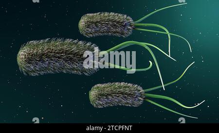 L'équarrissage 3d d'Escherichia coli, communément appelé E. coli, est une bactérie que l'on trouve couramment dans l'intestin inférieur des organismes à sang chaud Banque D'Images