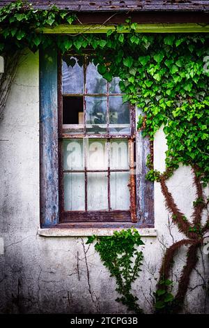 Vue rapprochée d'une vieille fenêtre Weatherweed envahie de lierre Banque D'Images