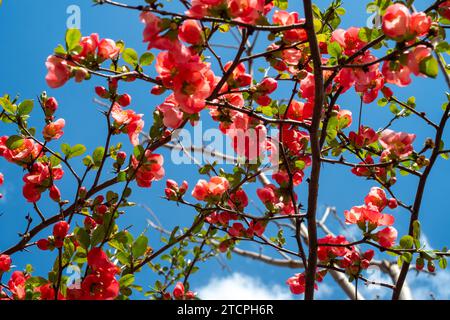 Bush de fleurs de bégonia au printemps. Banque D'Images