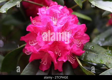 Gros plan d'une seule fleur de rhododendron rose vif Banque D'Images