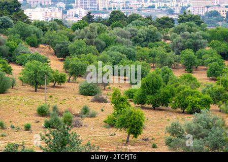 Jardin de Kolymbethra dans la Vallée des temples - Agrigente - Italie Banque D'Images
