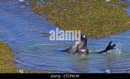 Deux jeunes éléphants de mer du Sud jouent dans les eaux peu profondes de la péninsule de Valds Banque D'Images