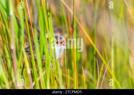 Superbe Fairy-wren (Malurus cyaneus), un passereau vibrant Banque D'Images