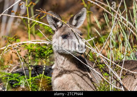 Kangourou gris oriental (Macropus giganteus), mâle dans la végétation, portrait Banque D'Images