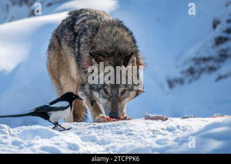 Loup gris, Canis lupus, manger de la viande dans la forêt d'hiver avec de la pie. Loup dans l'habitat naturel Banque D'Images