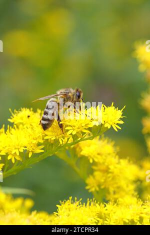 Abeille européenne (Apis mellifera), récoltant le nectar d'une fleur de verge d'or (Solidago), Wilden, Rhénanie du Nord-Westphalie, Allemagne Banque D'Images