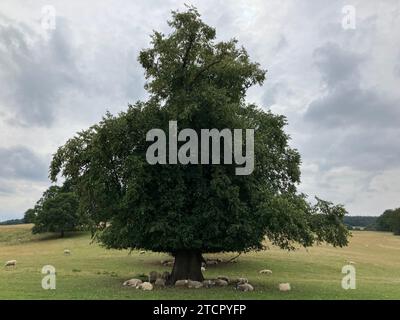 Un arbre majestueux se dresse haut dans un champ verdoyant avec un troupeau de moutons blancs. Banque D'Images