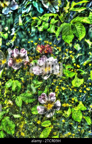 Rose de chien (Rosa canina), rose de chien, rose de chien, rose de bruyère, hagrose, photographie de peinture à l'huile, diverses, fleurs roses créatives, différentes plantes Banque D'Images