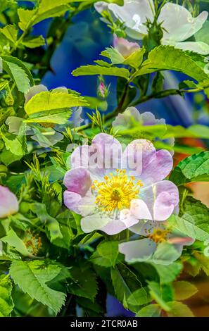 Rose de chien (Rosa canina), rose de chien, rose de chien, rose de bruyère, hagrose, peinture à l'huile, fleurs parfumées, pistil jaune, fleurs créatives, artistiques Banque D'Images