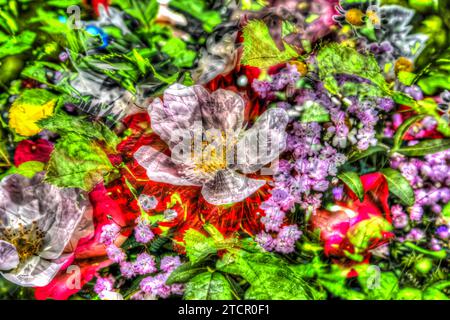 Rose de chien (Rosa canina), rose de chien, rose de chien, rose de bruyère, hagrose, peinture à l'huile image, diverses fleurs lumineuses, fleurs rouges, blanches et violettes Banque D'Images