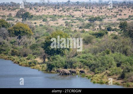 Éléphants d'Afrique (Loxodonta africana), troupeau de jeunes animaux buvant sur la rivière Sabie, parc national Kruger, Afrique du Sud Banque D'Images