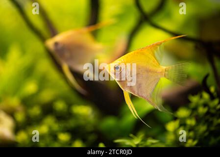 Golden Pterophyllum scalare dans l'eau, poissons-anges aqarium jaune. Concept Banque D'Images