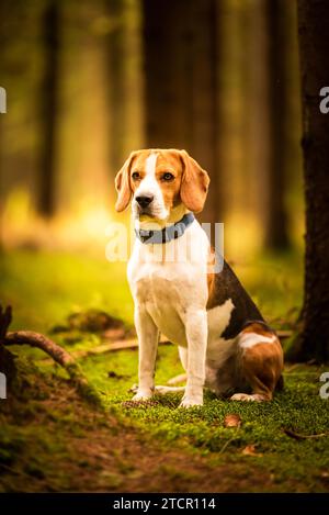 Le chien beagle assis dans la forêt d'automne. Portrait avec arrière-plan peu profond. Chien en plein air Banque D'Images