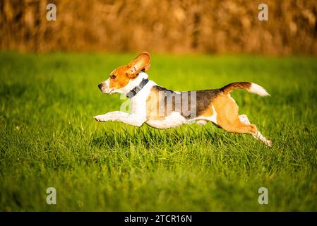 Chien beagle pure race, sauter et courir comme un fou à travers la rosée du matin dans la lumière du soleil d'automne. Action rapide canine tirer, courir vers la caméra. Banque D'Images