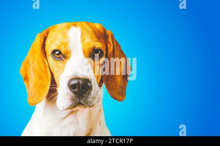 Close-up of adorable chien beagle, portrait, en face de fond bleu. Copie de l'espace sur la droite Banque D'Images