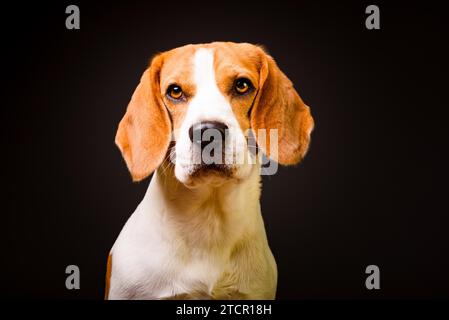 Beau chien beagle isolé sur fond noir. Shoot Studio Banque D'Images