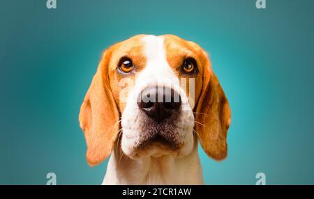 Beau chien beagle isolé sur fond bleu turquoise. Studio headshoot. Copie de l'espace sur la droite Banque D'Images